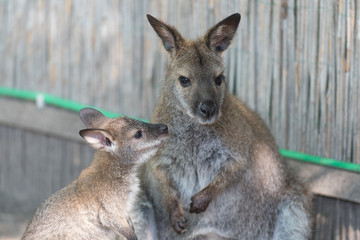 Wallaby