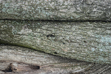 Texture of tree bark.