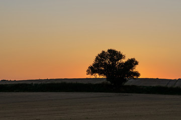 Fototapeta na wymiar Einzelner Baum in der Landschaft