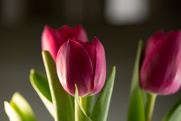Bouquet of three pink tulips on a dark background.