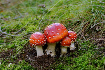 Ochsenkopf im Herbst