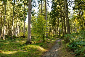 Ochsenkopf im Herbst