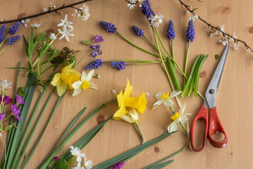 Still life with spring flowers on wooden table. Yellow daffodils,primrose,violets, hyacinths. Prepare for ikebana or bouquet of purple, yellow, orange, white flowers, leaves and branches. Red scissors