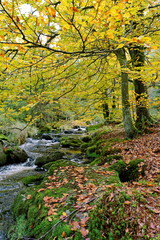 Ochsenkopf im Herbst