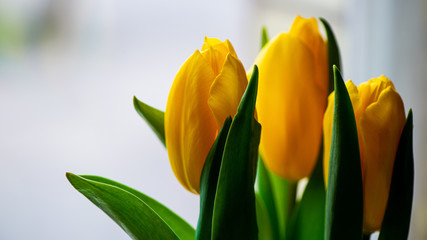 Bouquet of three yellow tulips on a light background.