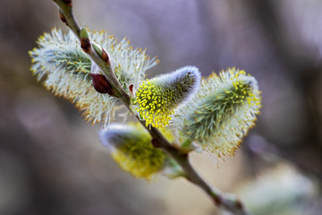 blooming pussy willow, spring is coming
