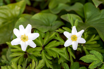 Fototapeta na wymiar Anemone nemorosa, two white blossoms