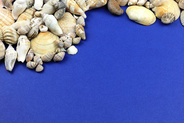 seashells on a  blue background