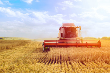 Fototapeta premium Against the backdrop of a sunny summer day and blue sky with clouds. Combine harvester harvesting ripe golden wheat on the field. The image of the agricultural industry