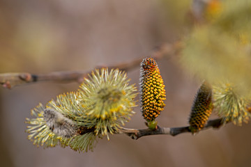 Obraz premium Close up of a pussy willow