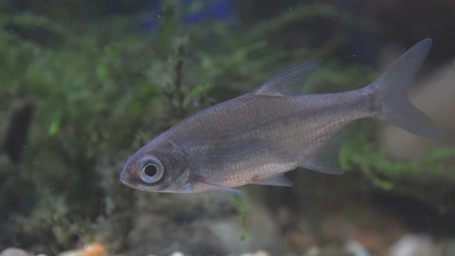 Young bream swims in the aquarium. Freshwater river fish in an aquarium. Selective focus