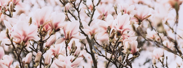 Beautiful Light Pink or Purple Magnolia Tree with Blooming Flowers during Springtime in English Garden, UK, banner size © manuta