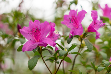 Obraz premium Violet azalea, concept of landscaping, bush of blooming azalea, background for a card