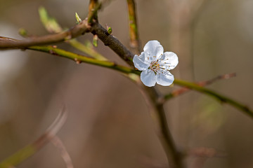 little white flower on a shrub