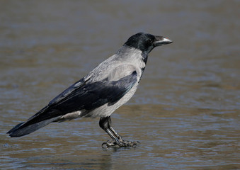 hooded crow
