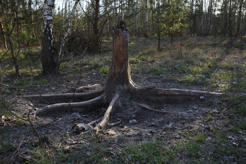 Baumstumpf