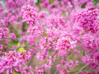 Blooming Cercis chinensis or the Chinese redbud. Natural spring background with sun shining through pink beautiful flowers.