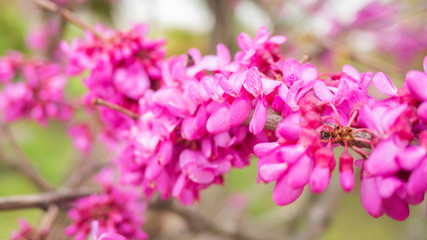 Obraz premium Blooming Cercis chinensis or the Chinese redbud. Natural spring background with sun shining through pink beautiful flowers.