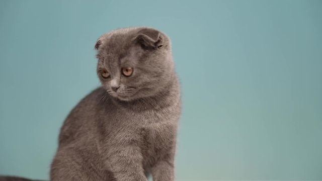 little Scottish Fold cat with blue fur is sitting and licking mouth then turning around and walking away  in the studio