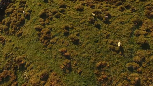 Cinematic aerial of grazing sheep in the green fields revealing the beautiful coastline of Ireland