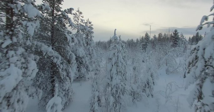 Cinematic aerial drone shot of a pine forest covered in snow on a cloudy day