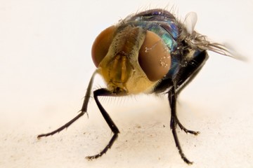 Fly on a white background