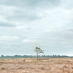 L'arbre isolé 