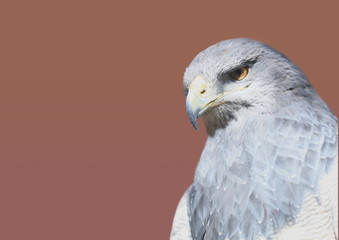 Weißer Falke vor braunem Hintergrund