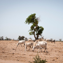 Obraz premium Vache dans désert 
