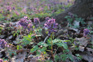 Obraz premium First spring flowers purple bird (fumewort, corydalis solida) among the trees in the forest. Honey and medicinal plants in sunny day