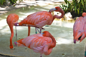 Pink Flamingos in the Caribbean, Phoenicopterus ruber