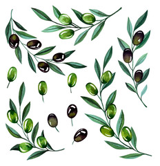 Watercolor illustration with olive branches and berries. Floral illustration for wedding stationary, greetings, wallpapers, fashion and invitations.