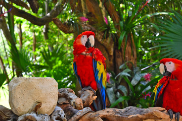 Scarlet macaw parrot or Ara macao	