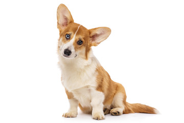 Welsh corgi puppy, isolated on a white background