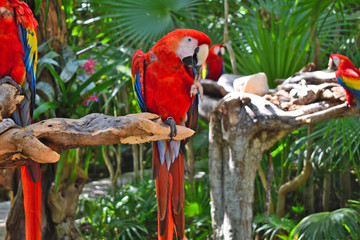 Scarlet macaw parrot or Ara macao	