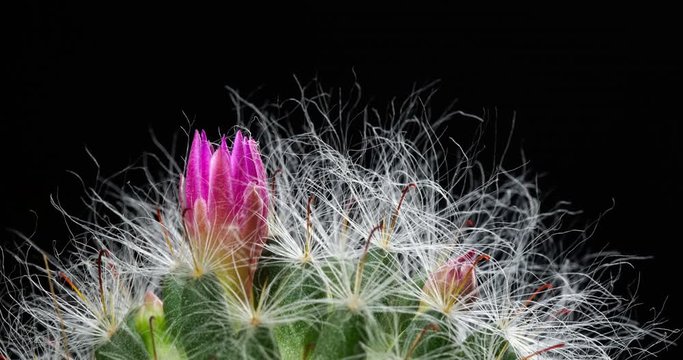 Pink Colorful Flower Timelapse of Blooming Cactus Opening / 4k fast motion time lapse of a blooming cactus flower.