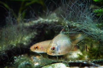 male of European bitterling and sunbleak, beautiful temperate adult fish watch attentively and hide in driftwood covered with algae, coldwater freshwater biotope aquarium