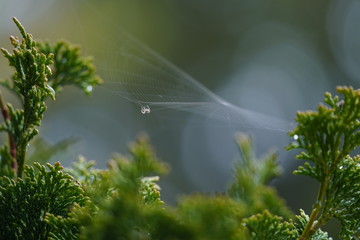 eine kleine spinne balanciert am seidenen netz