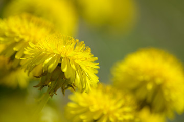 Yellow dandelion flowers (Taraxacum officinale). Dandelions field background on spring sunny day. Blooming dandelion. Medicinal wild herb.