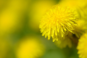Yellow dandelion flowers (Taraxacum officinale). Dandelions field background on spring sunny day. Blooming dandelion. Medicinal wild herb.
