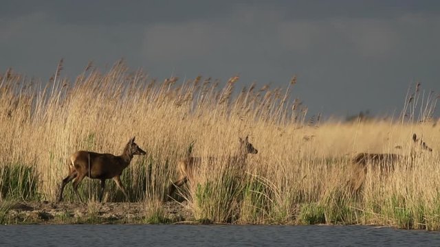 Three deer slowly walking trough the tall grass with sunlight shining on them