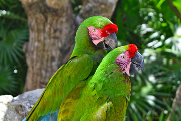 A couple of great green macaw parrots or Ara ambiguus
