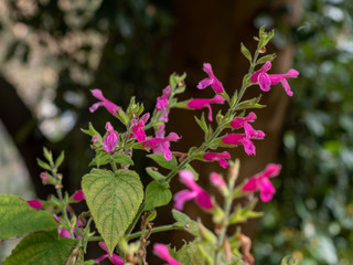 Fruit-scented sage blooming in spring