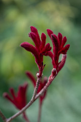 Red blooming flowers of Anigozanthos on green background