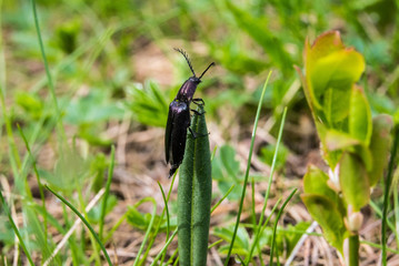 beetle standing on stem of leaf