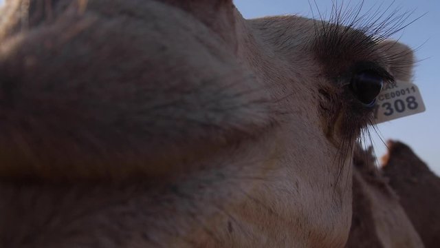 Cute camel comes close to the lens and looks straight in the lens slow motion