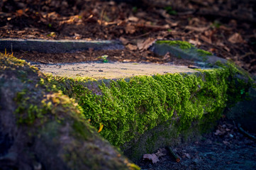 Stone stair that is overgrown with moss. Sunlight can be seen on the step and the moss. Dry leaves lie in the background.