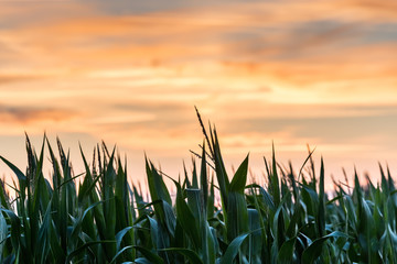 Fototapeta premium Corn field, sky in sunset colors