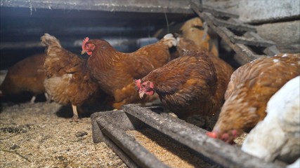 Chicken takes food from a feeder in a chicken coop. On a modern poultry farm, broilers drink water and take medications for drinking