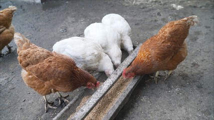 Chicken takes food from a feeder in a chicken coop. On a modern poultry farm, broilers drink water and take medications for drinking